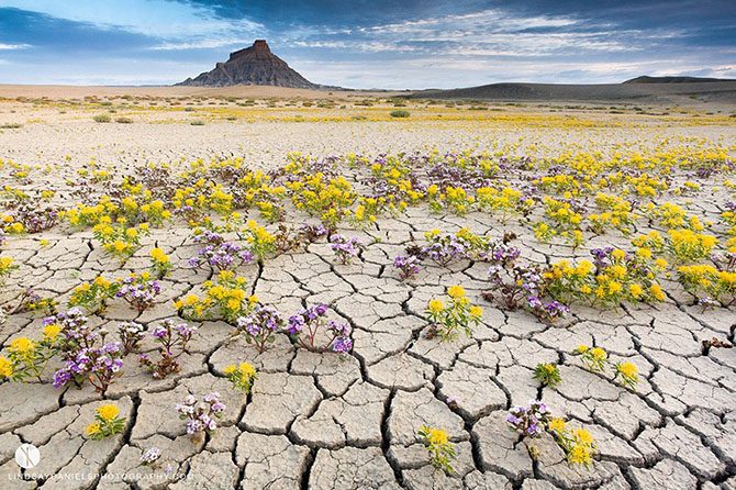 Чудо цветущей пустыни