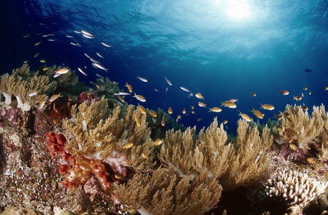 Прекрасные и удивительные коралловые рифы
