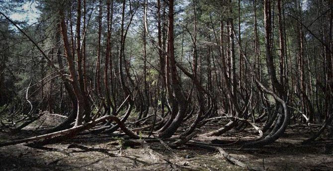 7 самых стрёмных лесов планеты