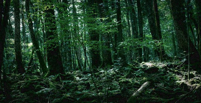 7 самых стрёмных лесов планеты