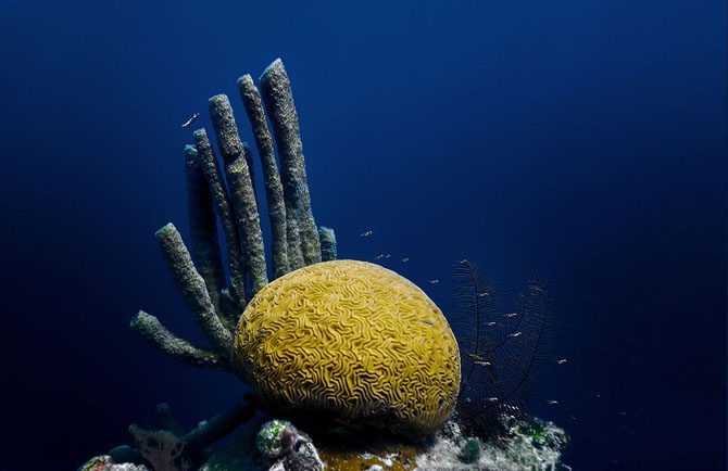 Фантастические коралловые рифы