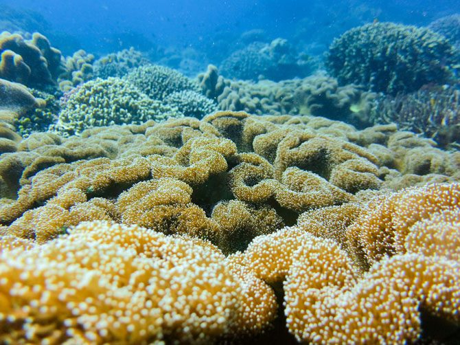 Фантастические коралловые рифы