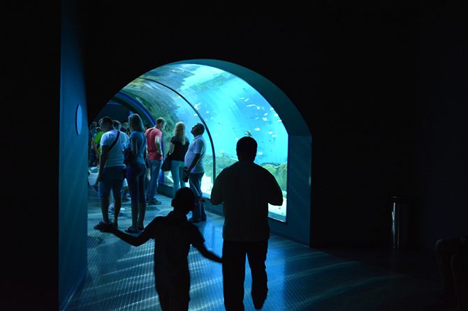 Взгляд изнутри на крупнейший океанариум в Москве