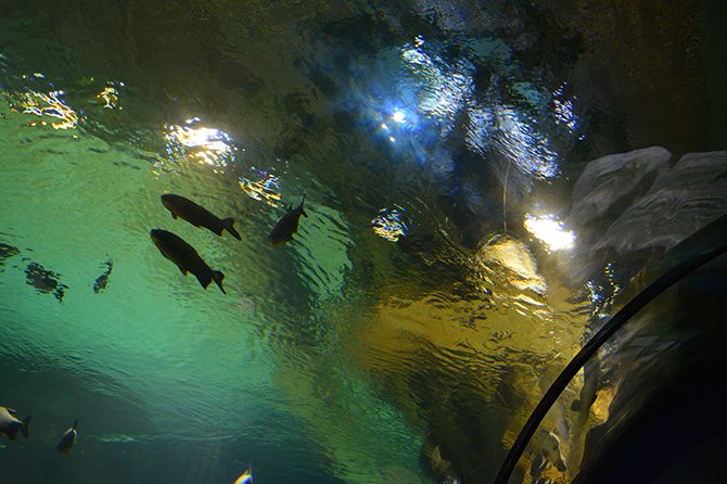 Взгляд изнутри на крупнейший океанариум в Москве