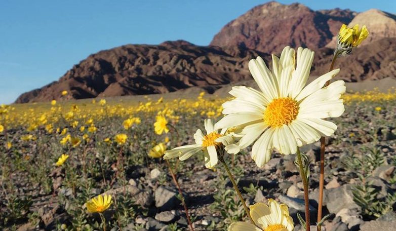 Уникальное зрелище: цветение Долины Смерти