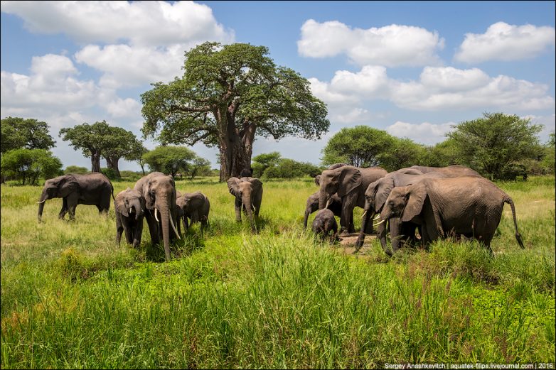 Путешествие в слоновье царство