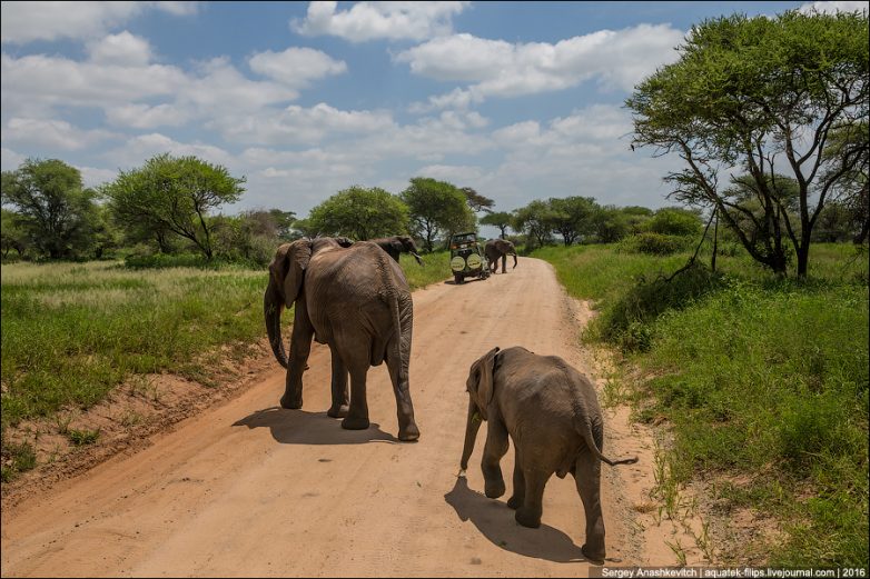 Путешествие в слоновье царство