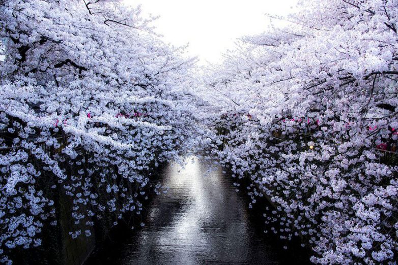 Мгновения весны, или Как цветет сакура