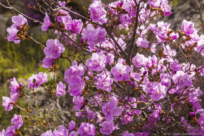 На Алтае цветет маральник: потрясающая красота!