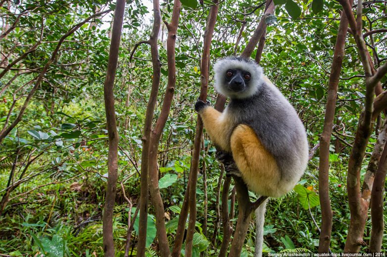 Зачем тысячи туристов едут на Мадагаскар