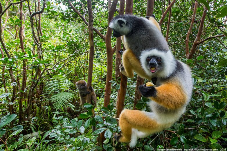 Зачем тысячи туристов едут на Мадагаскар