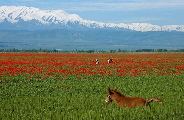 Алые маки Кыргызстана