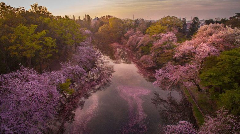 Сказочные цветочные реки