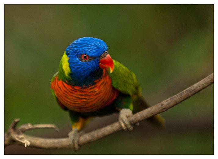 10 самых красивых птиц мира