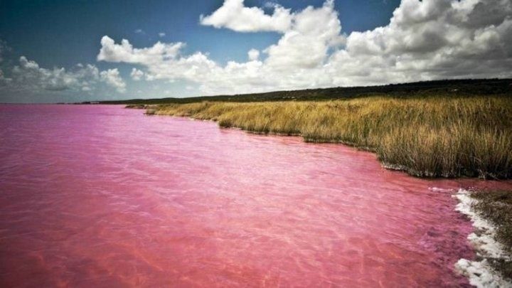 Когда алтайское озеро становится розовым...