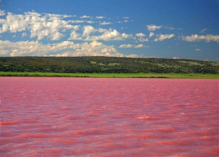 Когда алтайское озеро становится розовым...