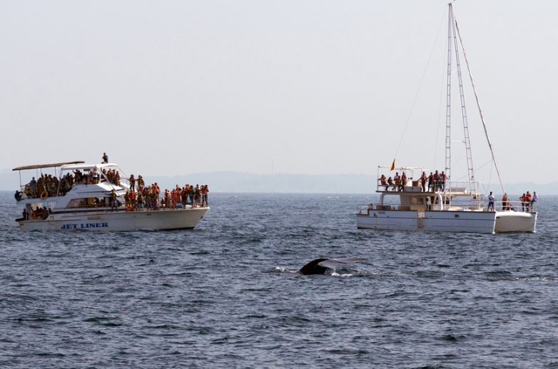 Где на Шри-Ланке заняться серфингом, понаблюдать за китами или погладить морских черепах