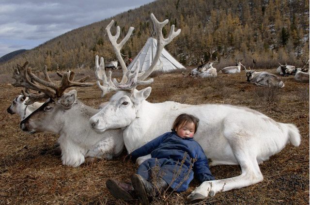Несколько фактов из жизни оленеводов Монголии