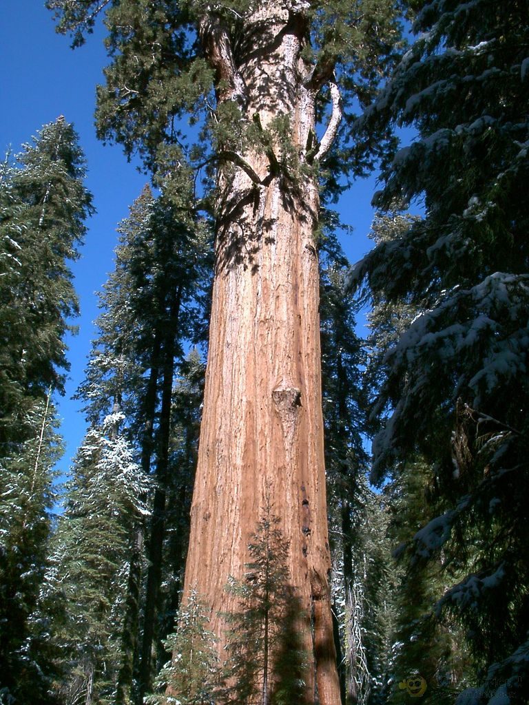 10 самых больших деревьев в мире