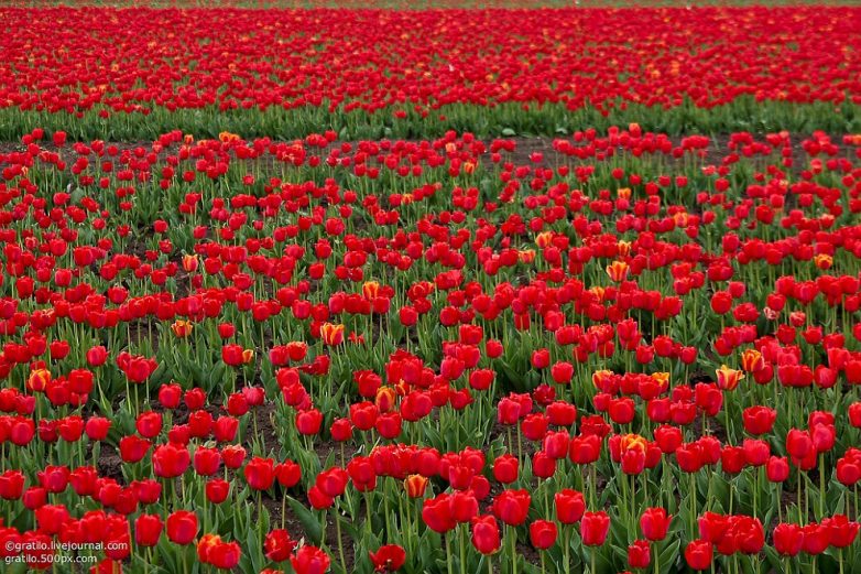 Гигантское поле тюльпанов