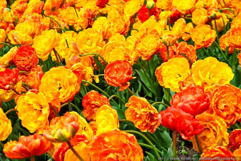 Крымская весна в ботаническом саду