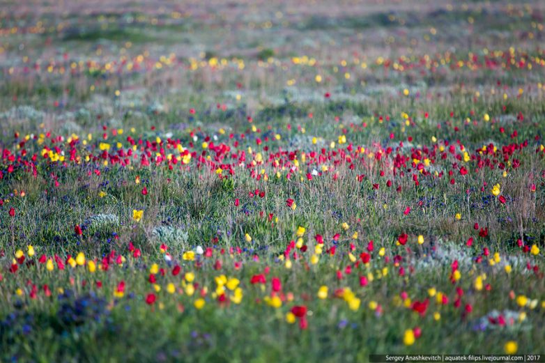Дикие тюльпаны в Крыму