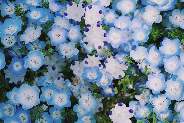 Как цветут немофилы в Японии