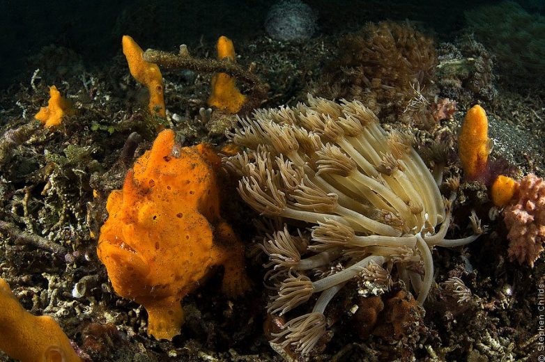 Индонезия: удивительный подводный зоопарк