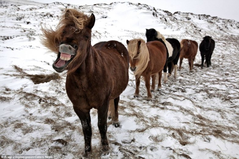 Очаровательные дикие исландские лошадки