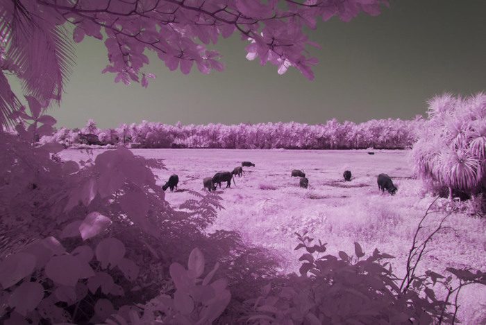 Сквозь розовые очки: волшебные фотофильтры, которые ещё сильнее влюбят вас в Гоа