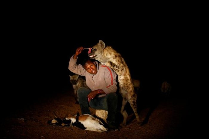 Страничка эфиопской жизни: человек и гиена - друзья навек