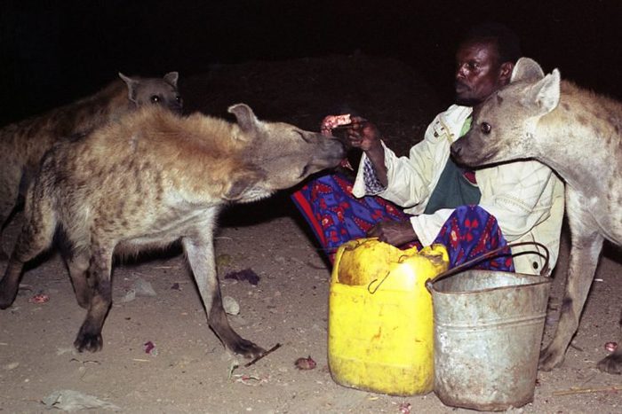 Страничка эфиопской жизни: человек и гиена - друзья навек
