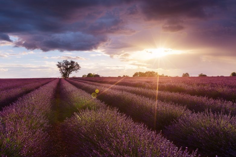 Зрительный экстаз: божественные фото лавандовых полей во Франции