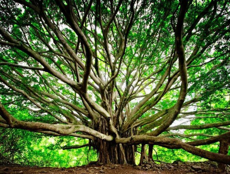 Самые удивительные на планете и потрясающе красивые деревья