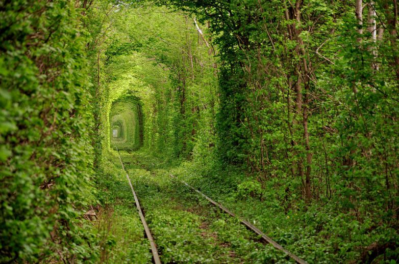 Топ-10 фантастически красивых туннелей из деревьев со всего мира
