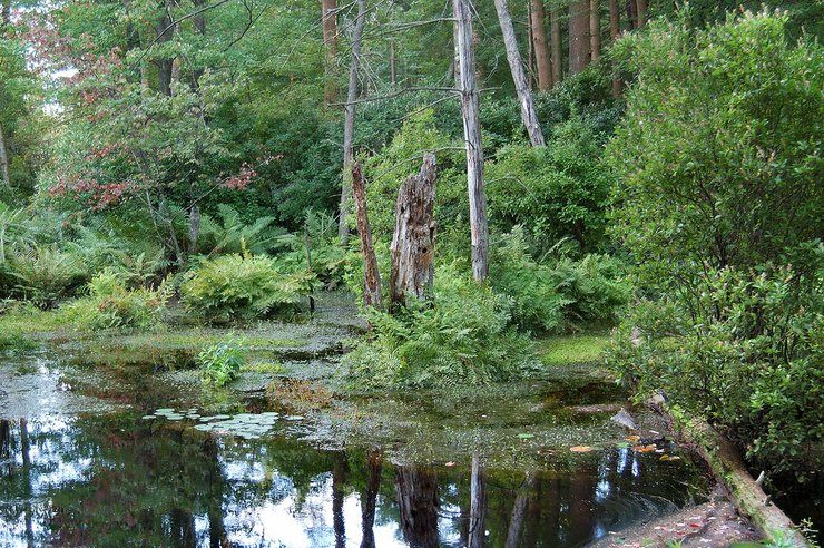Там леший бродит: 6 самых мистических и страшных лесов на планете