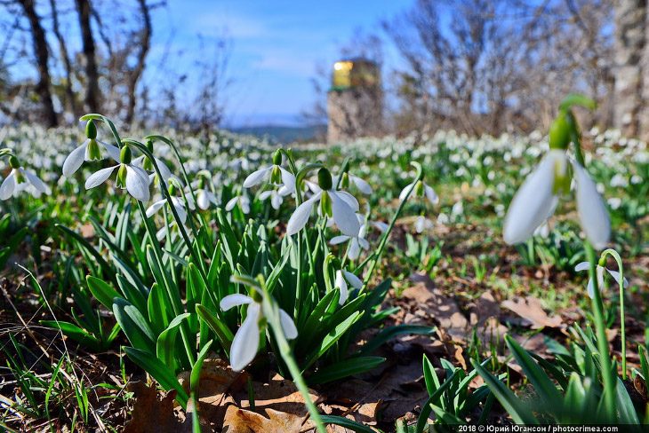 В Крым пришла весна