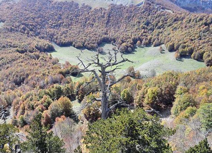 Сколько лет самому старому дереву в Европе и где оно растёт
