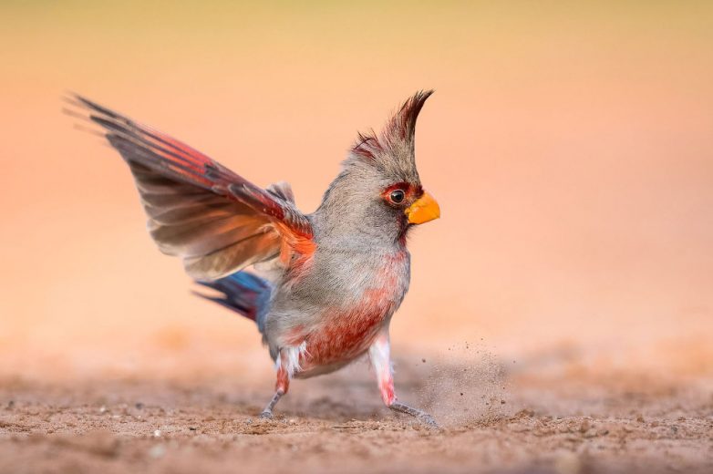Потрясающие фото птиц из разных уголков планеты