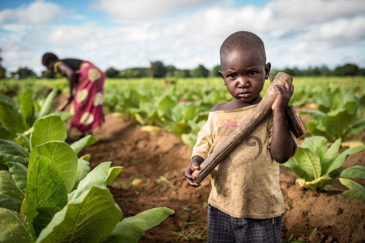 Нелёгкая жизнь людей на плантациях табака в Малави