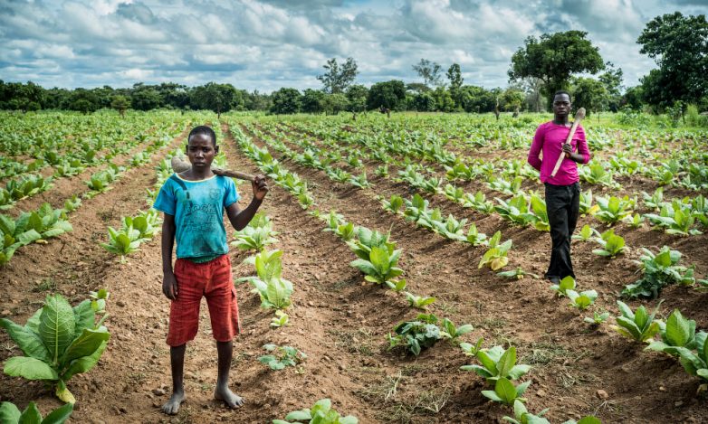 Нелёгкая жизнь людей на плантациях табака в Малави