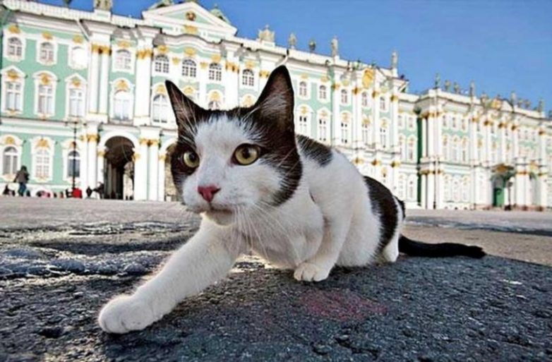 Эрмитаж вошёл в список самых кошачьих мест мира