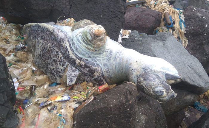 Во имя черепах, во имя добра: с индийского пляжа убрали 5000 тонн мусора