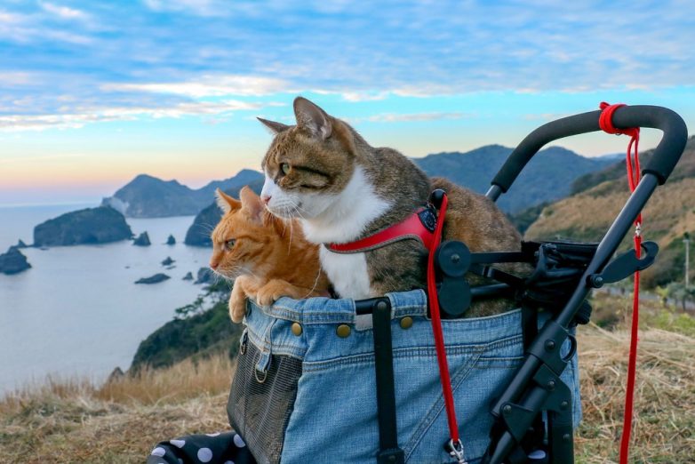 Лучше путешествий по Японии может быть только путешествие по Японии с кошками!