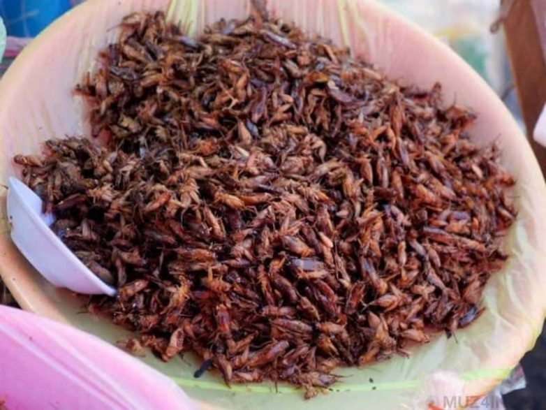 10 блюд из насекомых, которые считаются деликатесом в разных странах