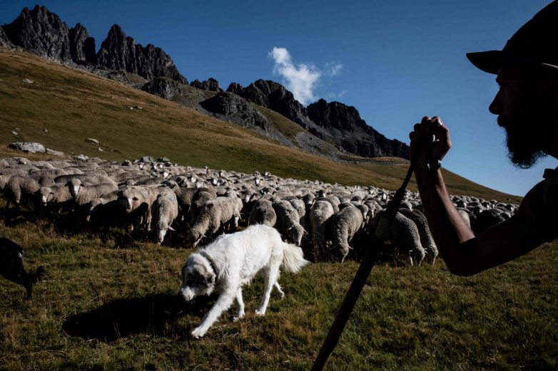 Альпы, овцы, свобода! Жизнь французского пастуха