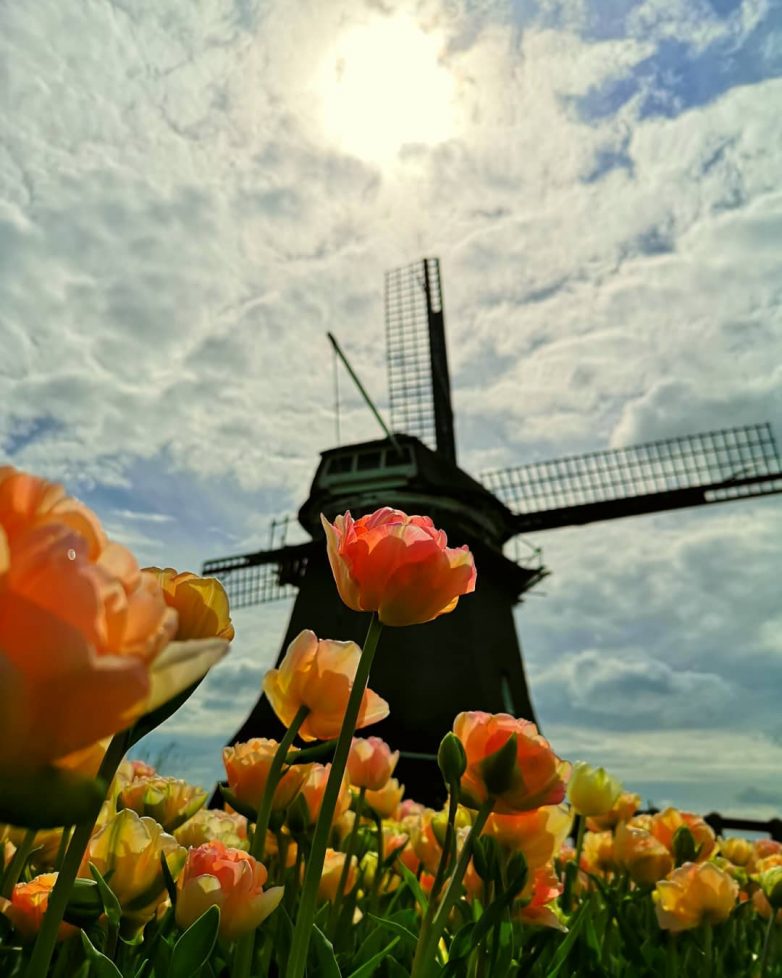 Нидерланды: страна тюльпанов и ветряных мельниц