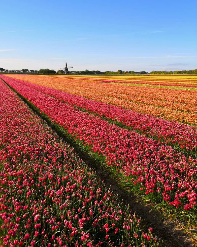 Нидерланды: страна тюльпанов и ветряных мельниц