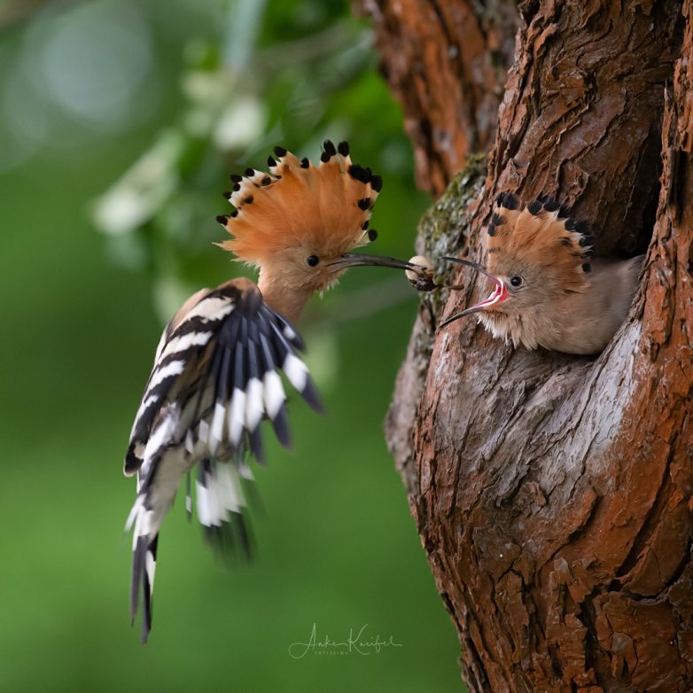 Птахи Германии на снимках Анке Кнайфель