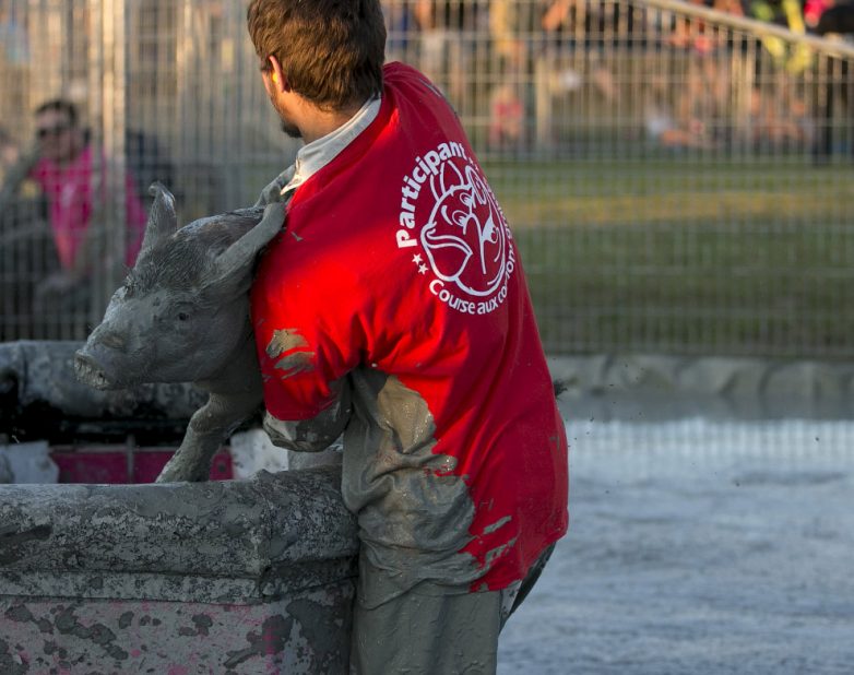 Традиционный свинский фестиваль в Квебеке
